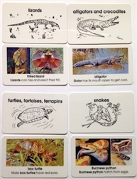World Reptile Cards Early Childhood Plastic Cards