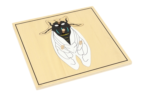 Parts of an Arthropod Puzzle