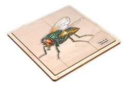 Parts of an Arthropod Puzzle