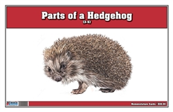 Parts of a Hedgehog Three Part Cards (Printed)