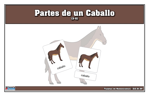 Parts of a Horse Nomenclature Cards (3-6) Printed