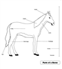 Parts of a Horse Puzzle Control Chart