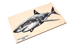 A Great White Shark Puzzle with Nomenclature Cards (3-6) (Printed)