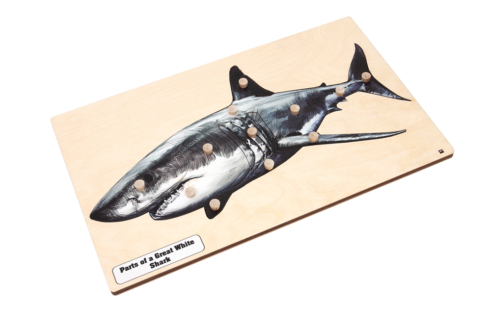 A Great White Shark Puzzle with Nomenclature Cards (3-6) (Printed)