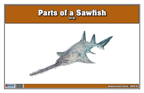 Parts of a Sawfish (3-6)