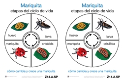 Cartas del Ciclo de Vida de una Mariquita (Printed)