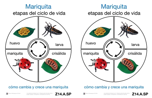 Life Cycle of a Ladybug Cards