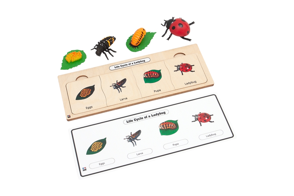 Life Cycle of a Ladybug Complete Set (Model & Puzzle)