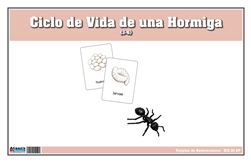 Tarjetas de Nomenclatura de Vida de una Hormiga (Printed)