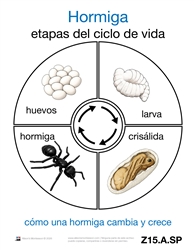 Life Cycle of an Ant Cards
