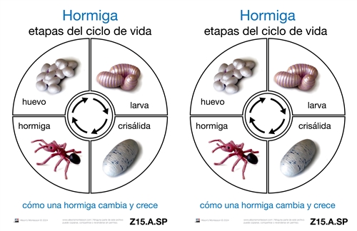 Life Cycle of an Ant Cards