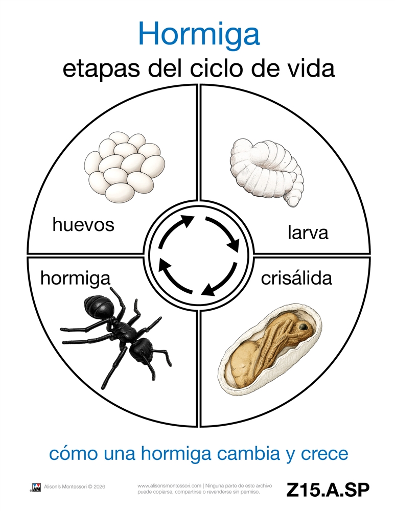 Life Cycle of an Ant Cards