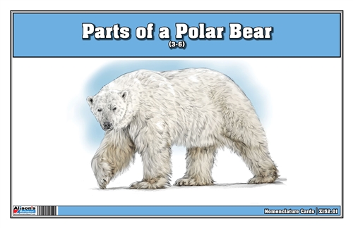 Parts of a Polar Bear (3-6)