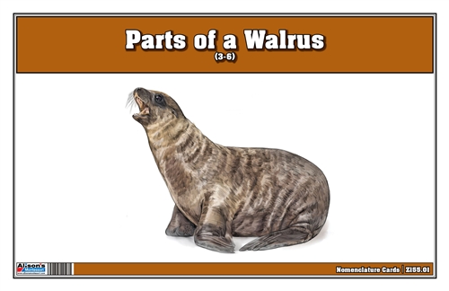 Parts of a Walrus (3-6)