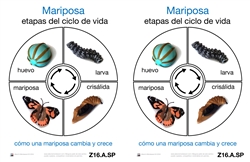 Tarjetas del Ciclo de Vida de una Mariposa (Printed)