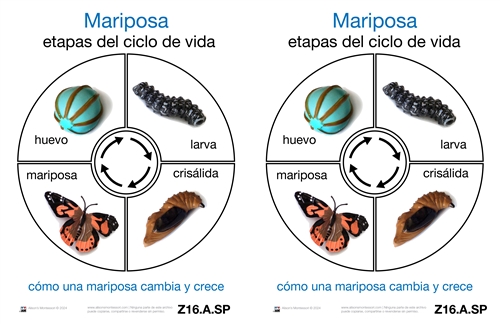 Life Cycle of a Butterfly Cards (Printed)