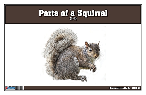 Parts of a Squirrel (3-6)