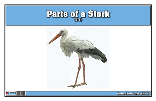 Parts of a Stork (3-6)