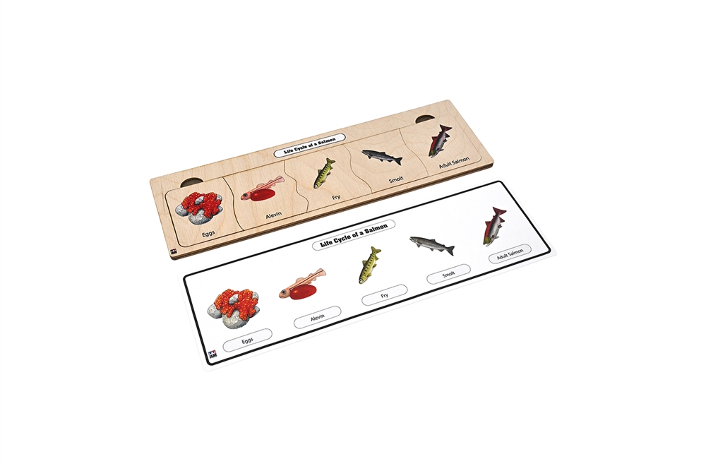 Life Cycle of a Salmon Puzzle