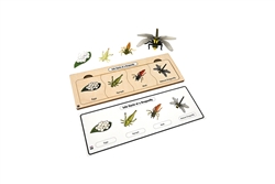 Life Cycle of a Dragonfly