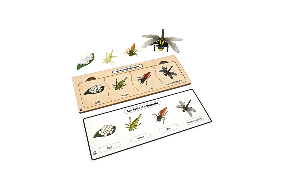 Life Cycle of a Dragonfly
