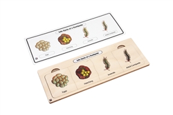 Life Cycle of a Centipede Puzzle