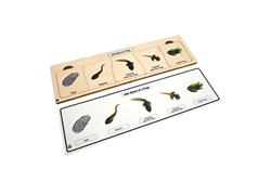Life Cycle of a Frog Puzzle