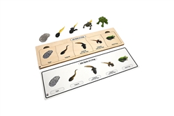 Life Cycle Set: Frog