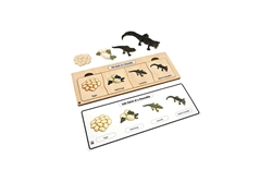 Life Cycle Set: Crocodile