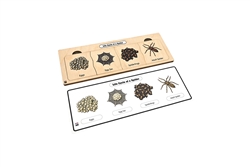 Life Cycle of a Spider Puzzle