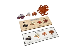Life Cycle Set: Octopus