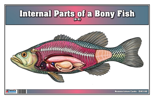 Internal Parts of a Bony Fish Nomenclature Cards (6-9) (Printed)