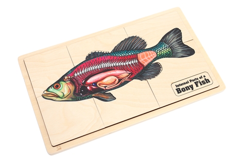 Internal Parts of a Bony Fish Puzzle with Nomenclature Cards (3-6) (Printed)