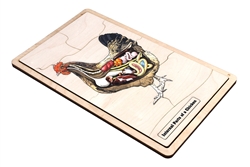 Internal Parts of a Chicken Puzzle with Nomenclature Cards (6-9) (Printed)