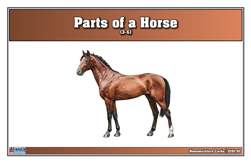 Parts of a Horse Nomenclature Cards (3-6) Printed