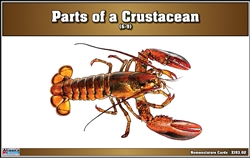 Parts of a Crustacean Puzzle Nomenclature Cards (6-9) (Printed)