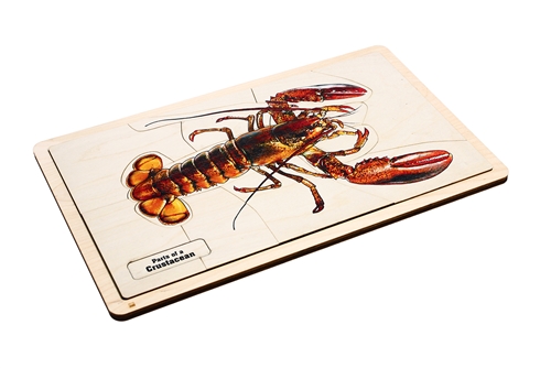 Parts of a Crustacean Puzzle