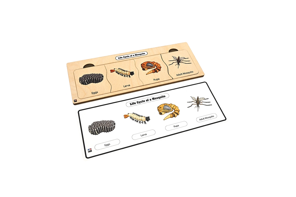 Life Cycle of a Mosquito