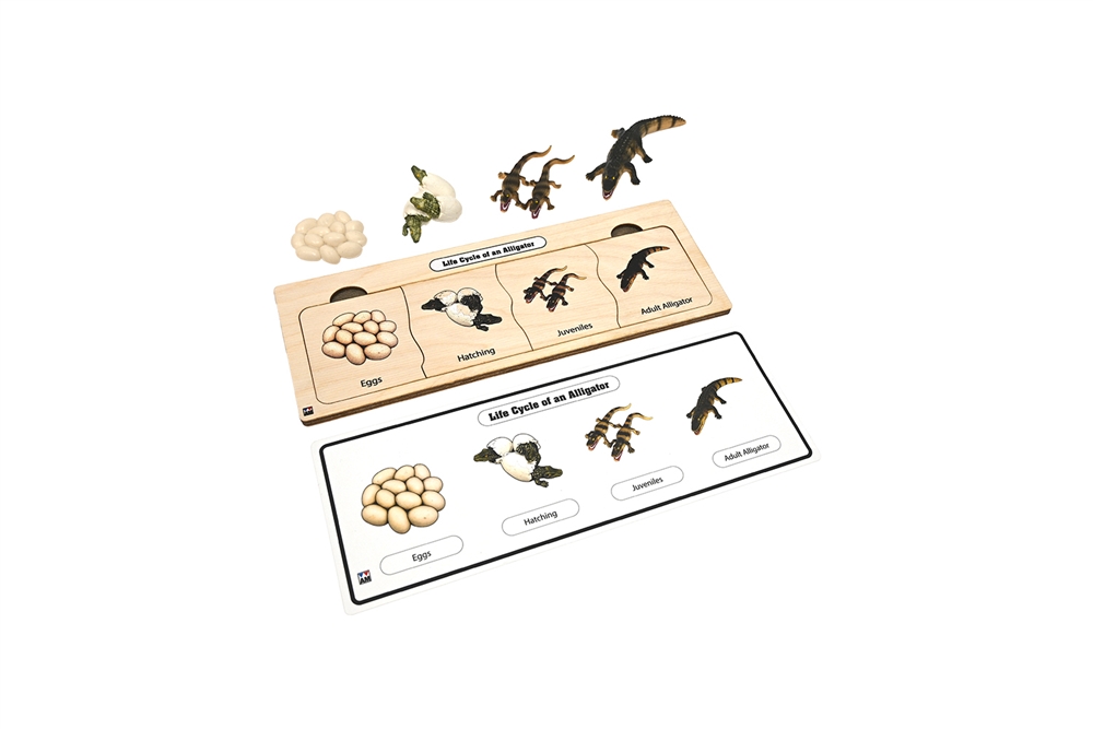 Life Cycle Set: Alligator