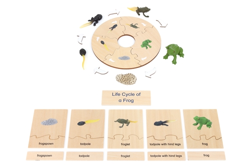 Life Cycle Set of a Frog