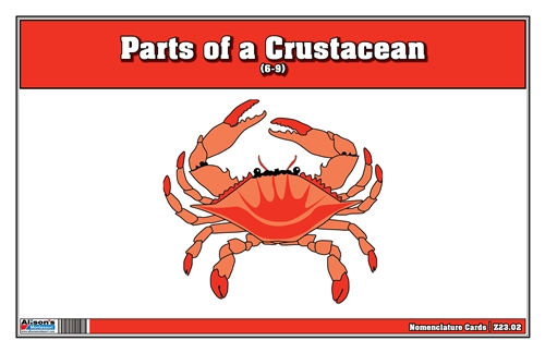 Parts of a Crustacean Nomenclature Cards (6-9) (Printed)