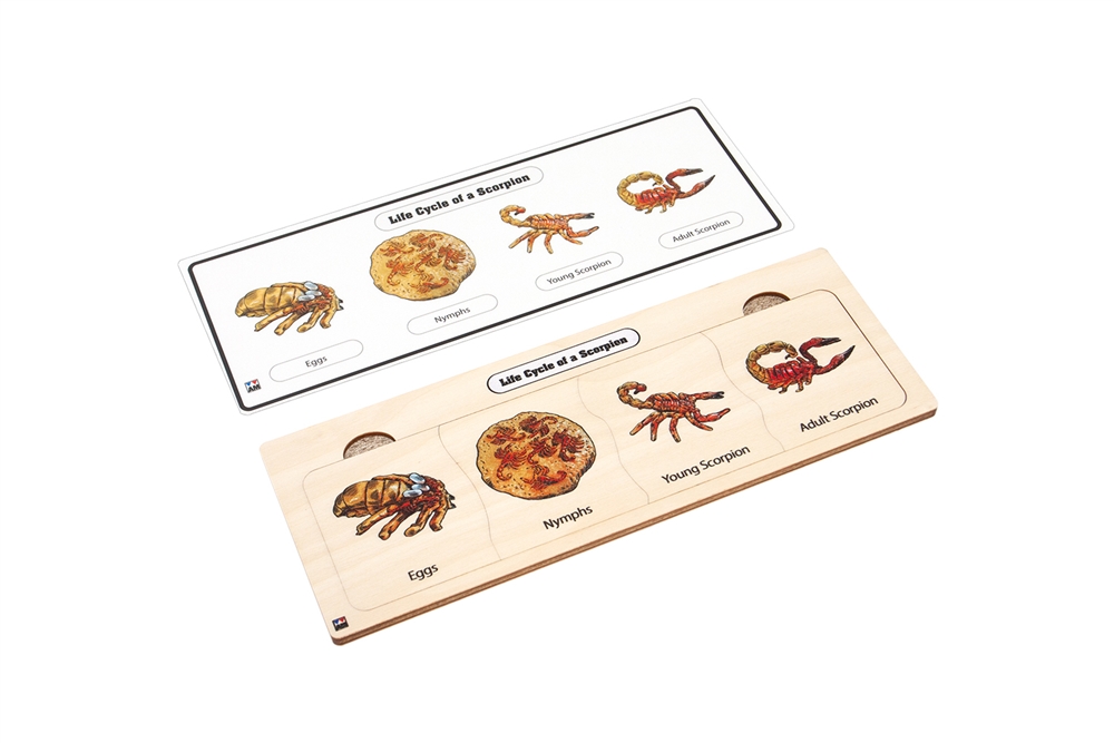 Life Cycle Puzzle: Scorpion