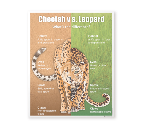 Cheetah vs Leopard Control Chart