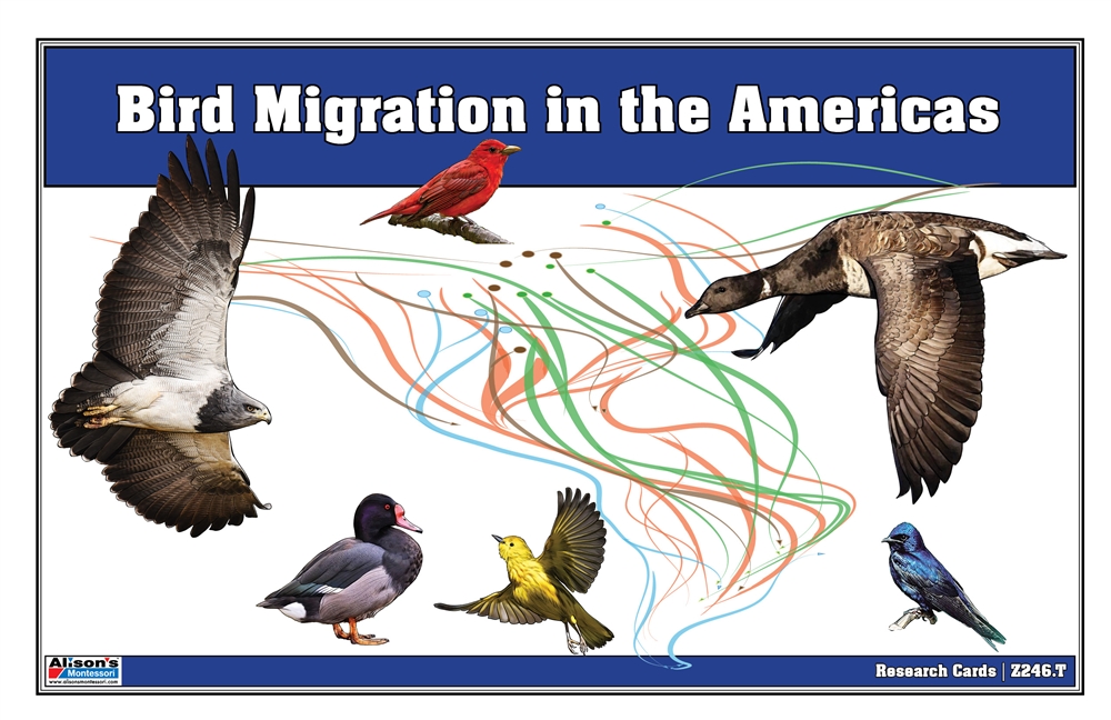 Bird Migration in the Americas: Task Cards