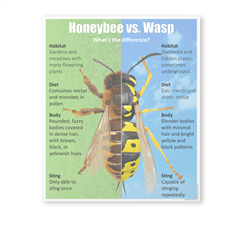 Honeybee vs Wasp Chart with Cards