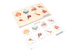Types of Seashells Puzzle