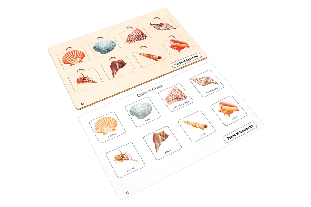 Types of Seashells Puzzle