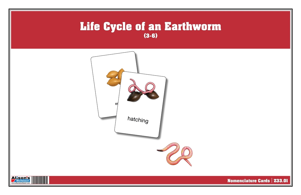Life Cycle of an Earthworm NC