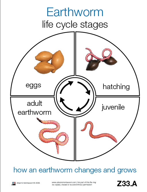 Life Cycle of an Earth Worm Cards