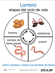 Tarjetas Sobre el Ciclo de Vida de una Lombriz de Tierra (Printed)